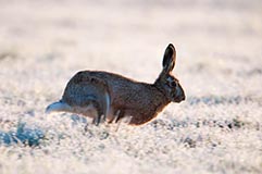 Feldhase - Zum Vergroessern klicken!